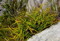 Capeobolus brevicaulis