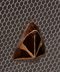Agamana conjungens