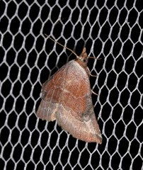 Mataeomera mesotaenia