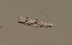 Holocola thalassinana