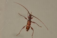 Coptocercus vicinus