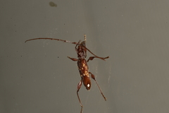 Coptocercus vicinus