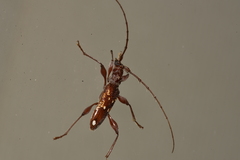 Coptocercus vicinus