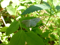 Scopula floslactata