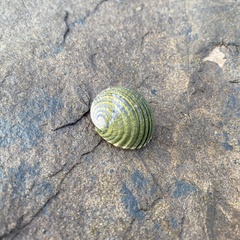 Nerita costata