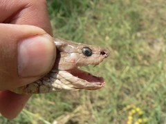 Naja oxiana