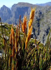 Elegia racemosa