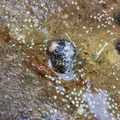 Nerita chamaeleon