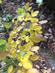 Lespedeza cyrtobotrya