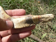 Naja oxiana
