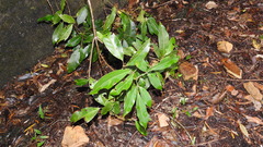 Turpinia ternata