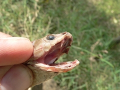 Naja oxiana
