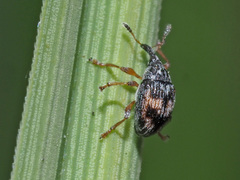 Nanophyes marmoratus