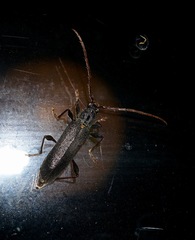 Callidiopis scutellaris