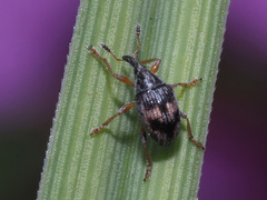 Nanophyes marmoratus