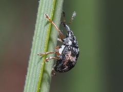 Nanophyes marmoratus