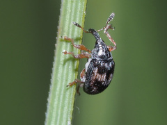 Nanophyes marmoratus