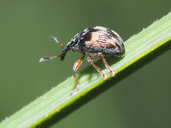 Nanophyes marmoratus