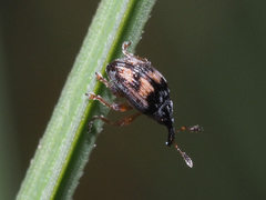 Nanophyes marmoratus