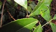 Turpinia ternata