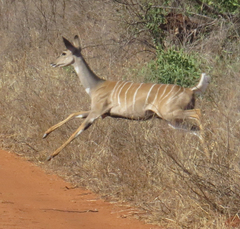 Tragelaphus imberbis