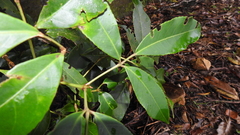 Turpinia ternata