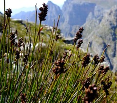Elegia racemosa