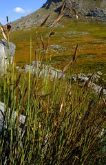 Elegia grandis