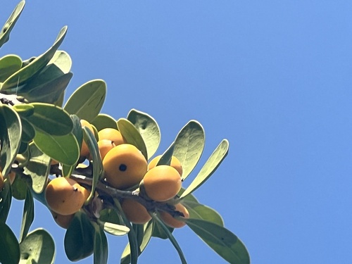 Diospyros egbert-walkeri iNat (3)