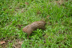 Phataginus tricuspis