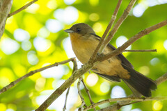 Black-Goggled Tanager photo 2