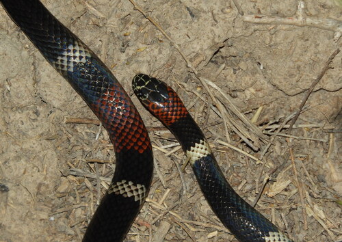 Argentinian Coralsnake