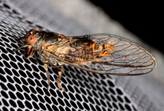 Popplepsalta notialis