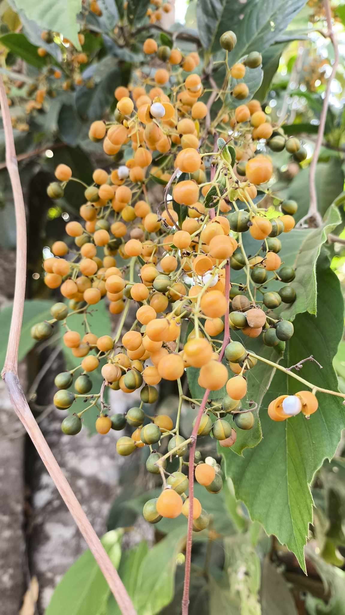 Davilla nitida