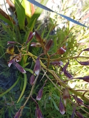 Eulophia tristis