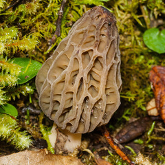 Morchella australiana