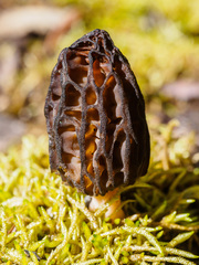 Morchella australiana