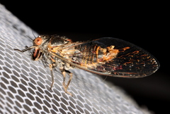 Popplepsalta notialis