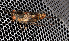 Popplepsalta notialis