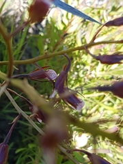 Eulophia tristis