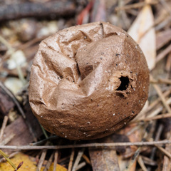 Lycoperdon scabrum