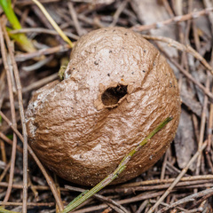 Lycoperdon scabrum