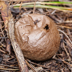 Lycoperdon scabrum