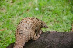 Phataginus tricuspis