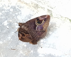 Ommatophora luminosa
