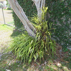 Pyrrosia longifolia