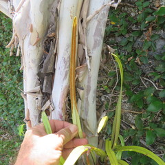 Pyrrosia longifolia