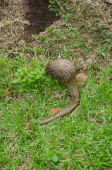 Phataginus tricuspis