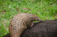 Phataginus tricuspis