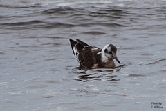 Chroicocephalus ridibundus